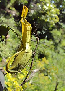 Pitcher plant and Stick insect