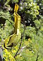 Pitcher plant and Stick insect