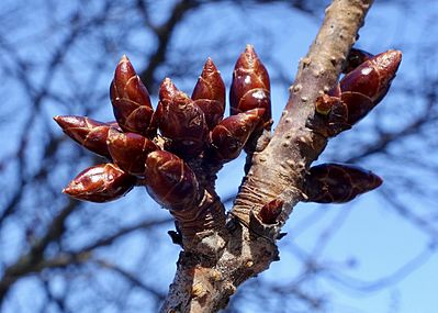 Prunus sargentii buds