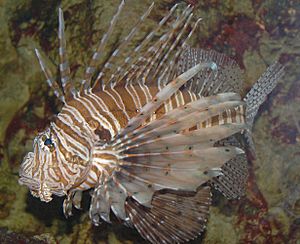 Red Lionfish Pterois volitans Left Side 2460px