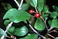 Rhamnus frangula01