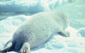 Ribbon seal pup on the ice