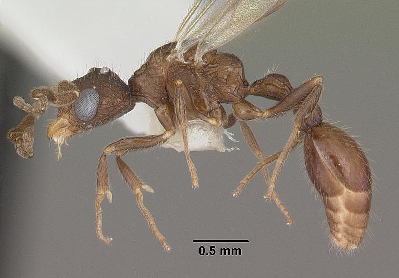 Romblonella scrobifera casent0010806 profile 1