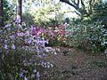 SR Beach Eden Gardens SP flwrs04