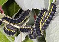 Saturnia pavonia-lu