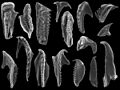 Scolecodonts from the Ordovician and Silurian
