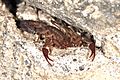 Scorpion Centruroides limpidus (14587304901)