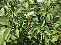 Solanum tuberosum Roseval (02).jpg