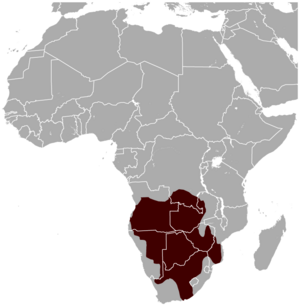 South African springhare Pedetes capensis distribution map.png