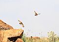Spike-heeled lark, Chersomanes albofasciata, at Suikerbosrand Nature Reserve, Gauteng, South Africa (22456418200)