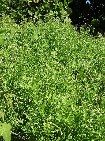 Starr 050222-4160 Heliotropium procumbens