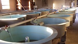 Tanks for snappers (5172799007)