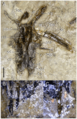 Tasmaniosaurus skull roof
