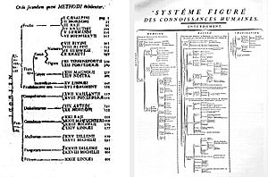 Taxonomy Linné & Diderot