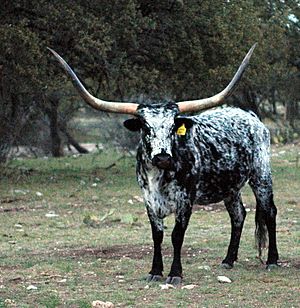 Texas Longhorn Steer Rocksprings