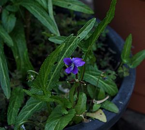 Viola betonicifolia 4 mygarden