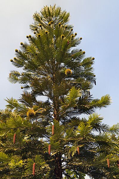 Wakehurst Place woodland Wollemi pine