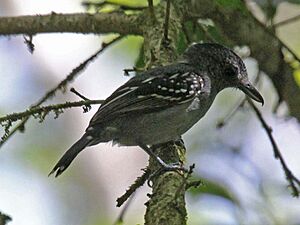 Western Slaty-Antshrike RWD