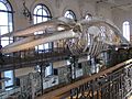 Whale skeleton Monaco