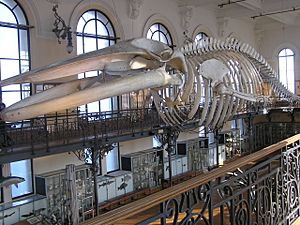 Whale skeleton Monaco
