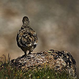 White-Tailed Ptarmigan Camouflaged in its Environment