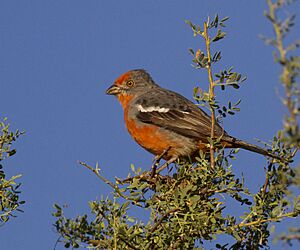 White-tipped Plantcutter (Phytotoma rutila)
