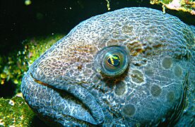 Wolf Eel SSSC