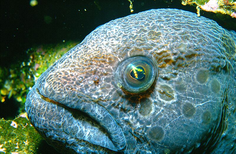 Wolf Eel SSSC