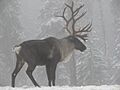 Woodland Caribou Southern Selkirk Mountains of Idaho 2007