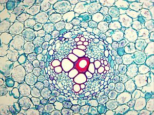 Xylem Stained