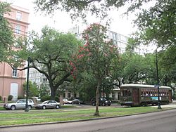 Streetcar on St. Charles Avenue in the Garden District with Mardi Gras beads on a tree in the foreground