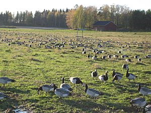 A flock of barnacle geese in Helsinki, Finland