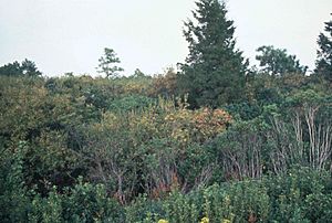 A shot of a pocosin wetland in North Carolina