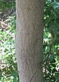Acacia-rigidula-bark