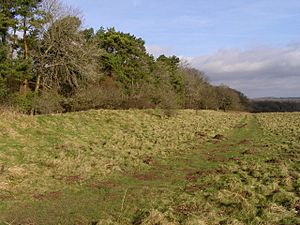 Ackling Dyke Roman Road, Vernditch Chase - geograph.org.uk - 672851