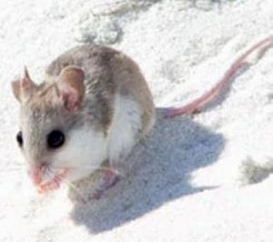 Alabama Beach Mouse