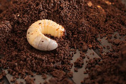 Allomyrina dichotoma L3 Larva