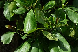 Almendro (Terminalia catappa) (14787612664)