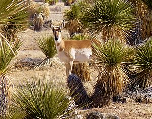 Antelope, Otero Mesa NM