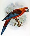 Cuban red macaw