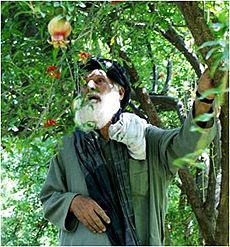 Arghandab district fruit farmer