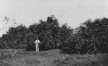 Avocado fruit trees, Queensland Acclimatisation Society, Lawntonf