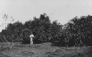 Avocado fruit trees, Queensland Acclimatisation Society, Lawntonf