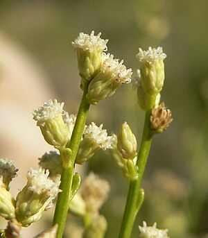 Baccharis sergiloides 6