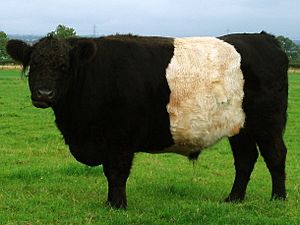 A black cow with a broad white stripe round its middle