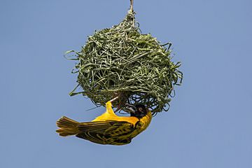 Black-headed weaver (Ploceus cucullatus bohndorffi) male nest building.jpg