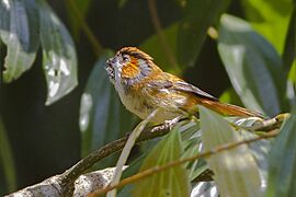 Black-throated Parrotbill Neora Valley National Park West Bengal India 29.04.2016