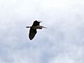 Black Bittern I IMG 5080