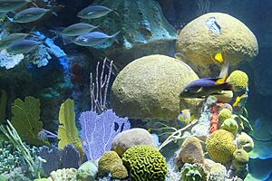 Boston Aquarium, Central Wharf, Boston (493617) (11062233115)