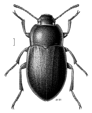 COLE Tenebrionidae Mimopeus elongatus.png